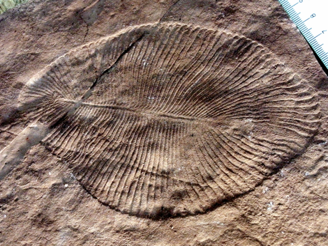 Plant? Fungus? Something else entirely? New research suggests Dickinsonia (fossil pictured) was an early animal.
